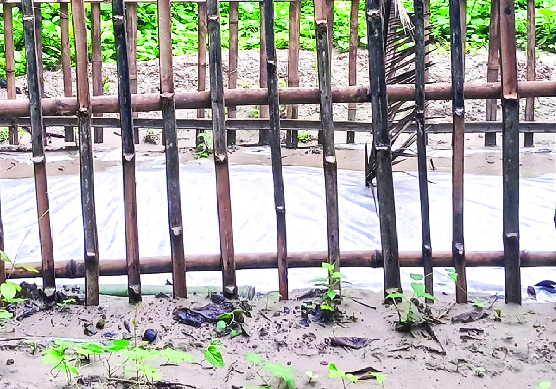 Image of মুত্তাকিন বিল্লাহ